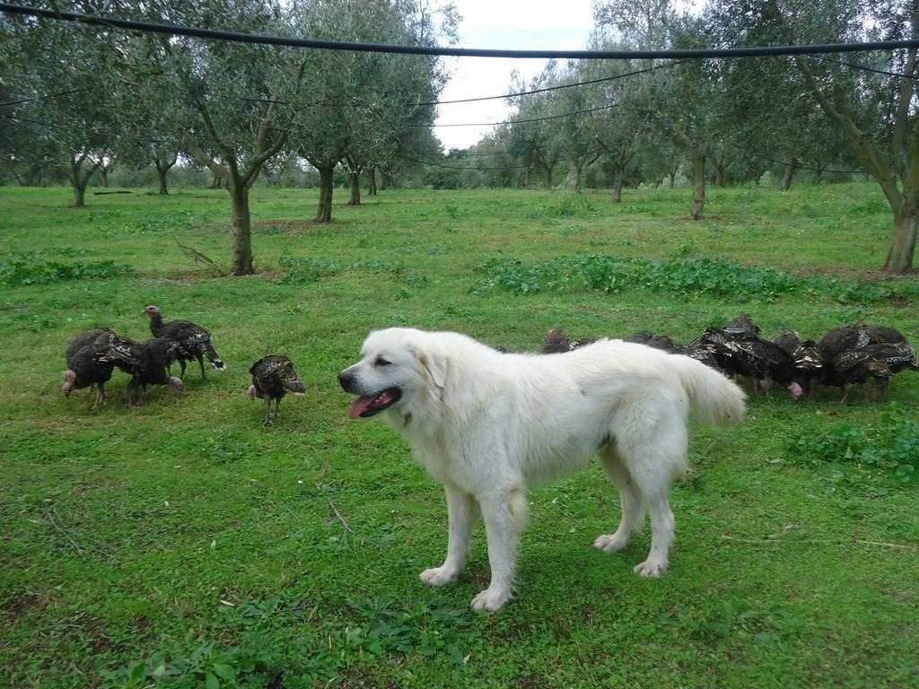 Agriturismo San Vito Crocemaroggia Ngoại thất bức ảnh